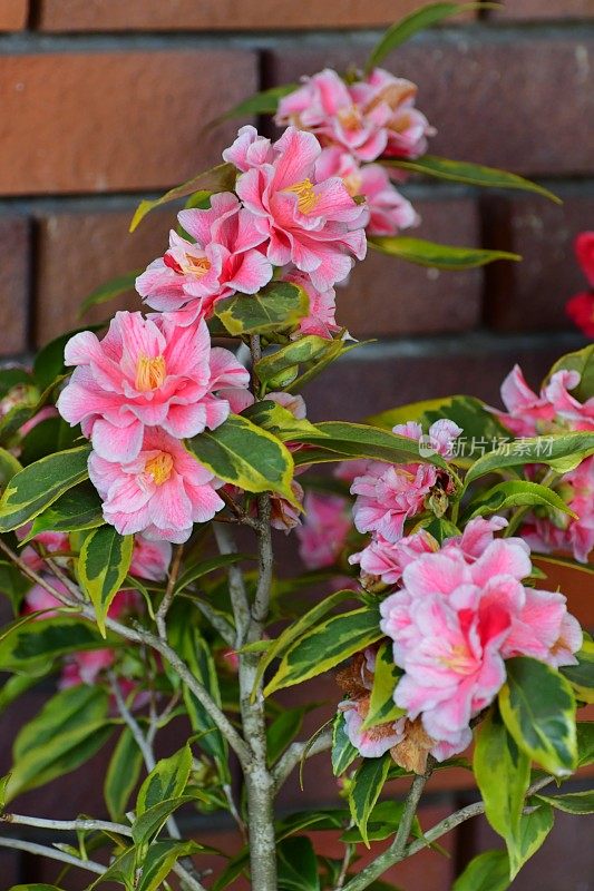 茶花/日本茶花